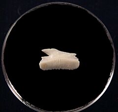 Modern Shark Teeth for sale | Buried Treasure Fossils