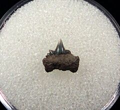 Hexanchus collinsonae symphyseal tooth for sale – Buried Treasure Fossils