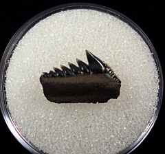 Hexanchus collinsonae parasymphyseal tooth for sale – Buried Treasure Fossils