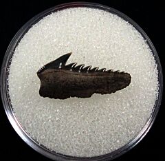 Hexanchus collinsonae parasymphyseal tooth for sale – Buried Treasure Fossils