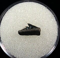 Hexanchus collinsonae parasymphyseal tooth for sale – Buried Treasure Fossils