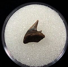Hexanchus collinsonae parasymphyseal tooth for sale – Buried Treasure Fossils