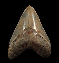 Top Quality Megalodon tooth for sale : Buried Treasure Fossils