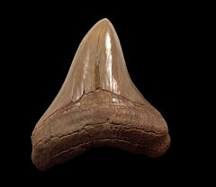 Calvert Cliffs Megalodon tooth for sale | Buried Treasure Fossils
