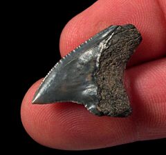 Calvert Cliffs Alopias palatasi tooth for sale |  Buried Treasure Fossils