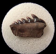Calvert Cliff Notorynchus tooth | Buried Treasure Fossils