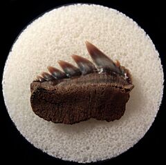 Calvert Cliff Notorynchus tooth for sale | Buried Treasure Fossils