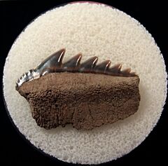 Calvert Cliff Cow shark tooth | Buried Treasure Fossils 