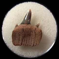 Calvert Cliff Notorynchus primigenus tooth | Buried Treasure Fossils