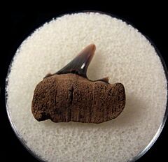 Randle’s  Cliff Cow shark tooth | Buried Treasure Fossils