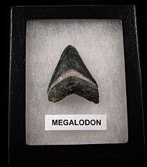 Cool gray Bone Valley Megalodon tooth for sale | Buried Treasure Fossils