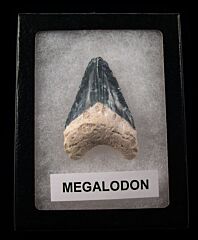 Authentic BV Megalodon tooth for sale | Buried Treasure Fossils