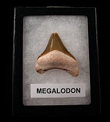 Real Florida Megalodon tooth for sale | Buried Treasure Fossils