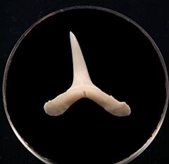 Mitsukurina shark tooth | Buried Treasure Fossils