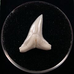 Great Blue shark tooth | Buried Treasure Fossils