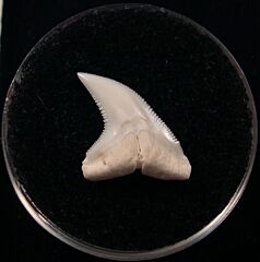 Prionace shark tooth | Buried Treasure Fossils