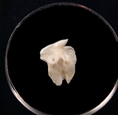 Prionace shark tooth | Buried Treasure Fossils