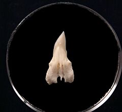 Greenland upper jaw shark tooth| Buried Treasure Fossils