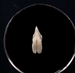 Prionace shark tooth | Buried Treasure Fossils