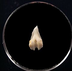 Prionace shark tooth | Buried Treasure Fossils