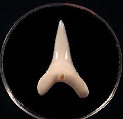 Perfect Big Modern Great White tooth for sale | Buried Treasure Fossils