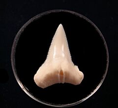 Big White Great Hammerhead tooth for sale | Buried Treasure Fossils