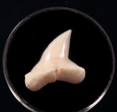 Big Modern Hammerhead tooth for sale | Buried Treasure Fossils