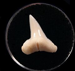 Perfect Modern Great Hammerhead tooth for sale | Buried Treasure Fossils