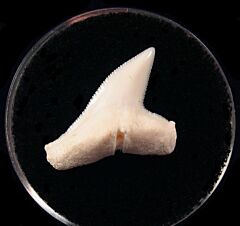 Real Modern Great Hammerhead tooth for sale | Buried Treasure Fossils