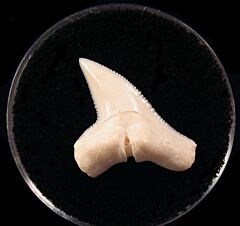 Real Modern Sphyrna mokarran tooth for sale | Buried Treasure Fossils