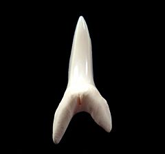 Real modern Isurus oxyrhnychus tooth for sale | Buried Treasure Fossils