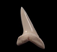 Modern Mako tooth for sale | Buried Treasure Fossils