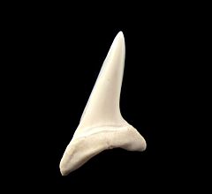 White modern Mako shark tooth for sale | Buried Treasure Fossils