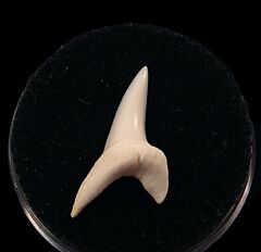 GEM modern Isurus oxyrhnychus tooth for sale | Buried Treasure Fossils