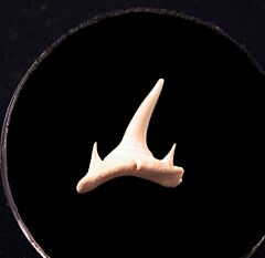 Bigeye Sand Tiger Shark - Modern