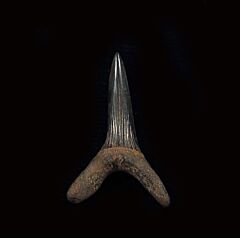 Scapanorhynchus texanus                     