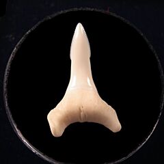 Glyphis shark tooth for sale | Buried Treasure Fossils  