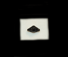 Ptychotrigon triangularis                       