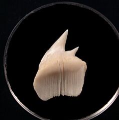 Bluntnose Sixgill Cow shark tooth | Buried Treasure Fossils