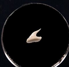 Prionace shark tooth | Buried Treasure Fossils