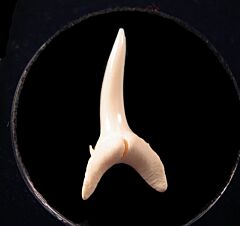 Modern Sand Tiger shark tooth | Buried Treasure Fossils  