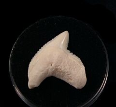 Real modern Galeocerdo cuvier  tooth for sale | Buried Treasure Fossils