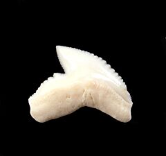 White Galeocerdo cuvier  tooth for sale | Buried Treasure Fossils