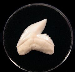 Cheap Galeocerdo cuvier  tooth | Buried Treasure Fossils