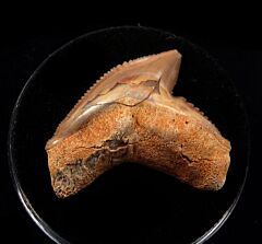 Baja Galeocerdo cuvier tooth for sale | Buried Treasure Fossils