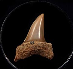 Baja Isurus oxyrinchus tooth fro sale | Buried Treasure Fossils