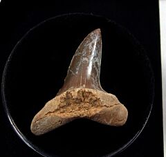 Baja Mako tooth for sale | Buried Treasure Fossils