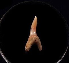 Mexico Mako shark tooth for sale | Buried Treasure Fossils
