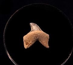 Mexico Mako shark tooth for sale | Buried Treasure Fossils