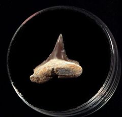 Baja Sphyrna mokarran tooth for sale | Buried Treasure Fossils